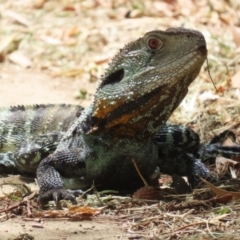 Intellagama lesueurii howittii at Paddys River, ACT - 28 Feb 2023 02:00 PM