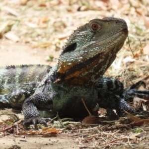 Intellagama lesueurii howittii at Paddys River, ACT - 28 Feb 2023 02:00 PM