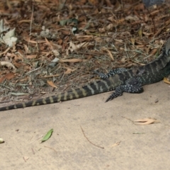 Intellagama lesueurii howittii at Paddys River, ACT - 28 Feb 2023 02:00 PM