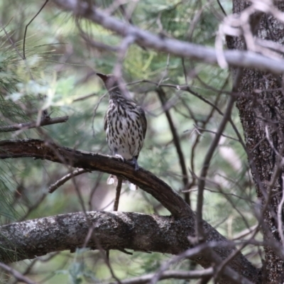 Oriolus sagittatus (Olive-backed Oriole) at Paddys River, ACT - 28 Feb 2023 by RodDeb