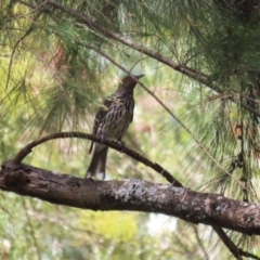 Oriolus sagittatus at Paddys River, ACT - 28 Feb 2023