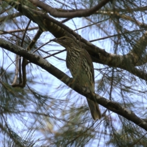 Oriolus sagittatus at Paddys River, ACT - 28 Feb 2023