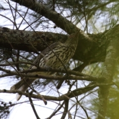 Oriolus sagittatus at Paddys River, ACT - 28 Feb 2023