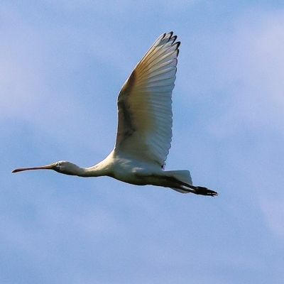 Platalea flavipes (Yellow-billed Spoonbill) at Wonga Wetlands - 25 Feb 2023 by KylieWaldon