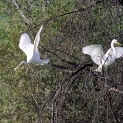 Platalea flavipes at Splitters Creek, NSW - 26 Feb 2023 09:13 AM