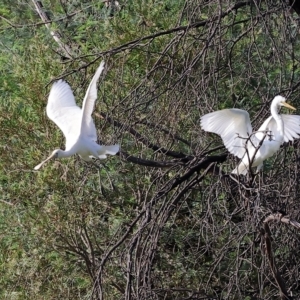 Platalea flavipes at Splitters Creek, NSW - 26 Feb 2023 09:13 AM