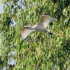 Platalea flavipes at Splitters Creek, NSW - 26 Feb 2023 09:13 AM