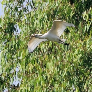 Platalea flavipes at Splitters Creek, NSW - 26 Feb 2023 09:13 AM