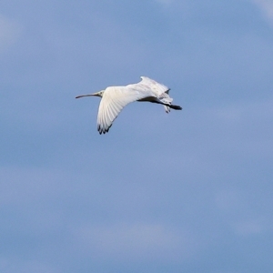 Platalea flavipes at Splitters Creek, NSW - 26 Feb 2023 09:13 AM