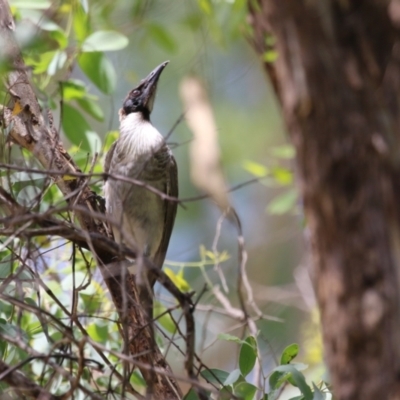 Philemon corniculatus (Noisy Friarbird) at Cotter Reserve - 28 Feb 2023 by RodDeb