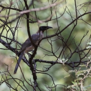 Philemon corniculatus at Paddys River, ACT - 28 Feb 2023