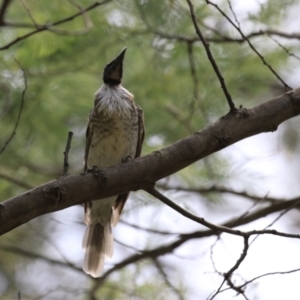 Philemon corniculatus at Paddys River, ACT - 28 Feb 2023