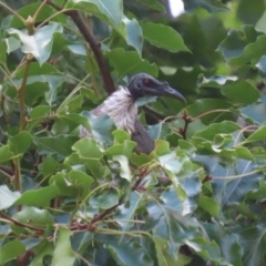 Philemon corniculatus at Paddys River, ACT - 28 Feb 2023 12:54 PM