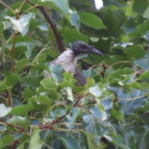 Philemon corniculatus at Paddys River, ACT - 28 Feb 2023