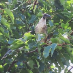 Philemon corniculatus at Paddys River, ACT - 28 Feb 2023