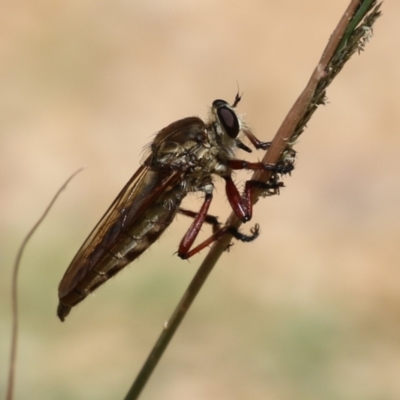 Asilinae sp. (subfamily) (Unidentified asiline Robberfly) at Cotter Reserve - 28 Feb 2023 by RodDeb