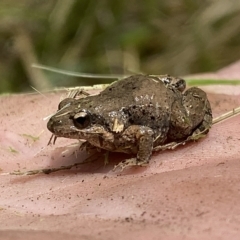 Crinia parinsignifera (Plains Froglet) at Coombs, ACT - 1 Mar 2023 by SteveBorkowskis