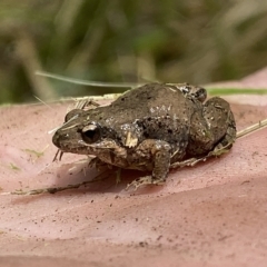 Crinia parinsignifera (Plains Froglet) at Coombs, ACT - 1 Mar 2023 by Steve_Bok