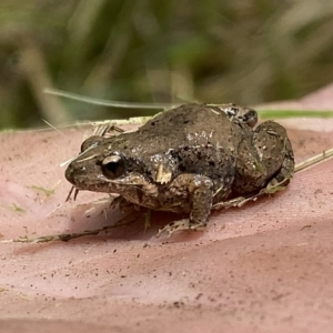 Crinia parinsignifera at Coombs, ACT - 1 Mar 2023