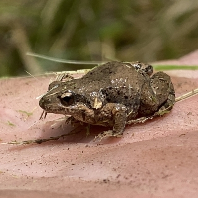 Crinia parinsignifera (Plains Froglet) at Coombs, ACT - 1 Mar 2023 by SteveBorkowskis