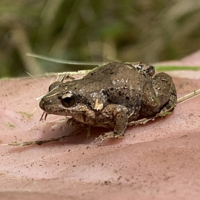 Crinia parinsignifera (Plains Froglet) at Molonglo River Reserve - 1 Mar 2023 by Steve_Bok