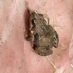 Crinia parinsignifera at Coombs, ACT - 1 Mar 2023