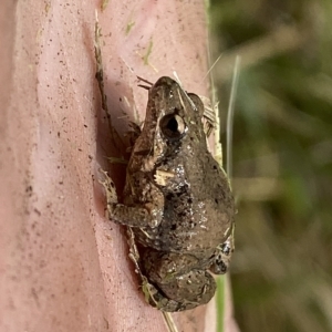 Crinia parinsignifera at Coombs, ACT - 1 Mar 2023