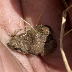 Crinia parinsignifera at Coombs, ACT - 1 Mar 2023