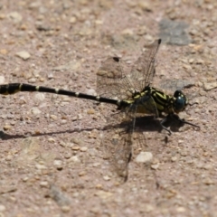 Hemigomphus heteroclytus (Stout Vicetail) at Cotter Reserve - 28 Feb 2023 by RodDeb