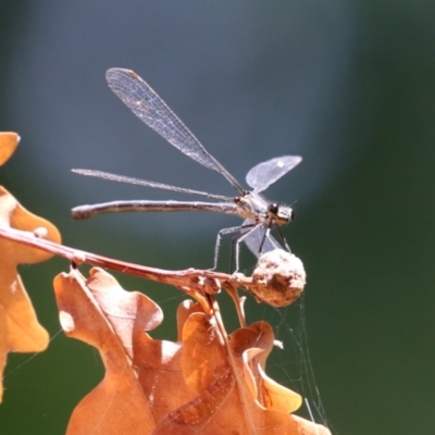 Austroargiolestes icteromelas (Common Flatwing) at Cotter Reserve - 28 Feb 2023 by RodDeb