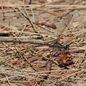 Austroargiolestes icteromelas at Paddys River, ACT - 28 Feb 2023 01:45 PM