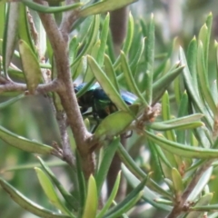 Lamprima aurata (Golden stag beetle) at Paddys River, ACT - 28 Feb 2023 by RodDeb