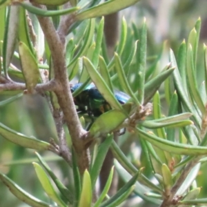 Lamprima aurata at Paddys River, ACT - 28 Feb 2023