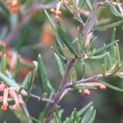 Lamprima aurata at Paddys River, ACT - 28 Feb 2023