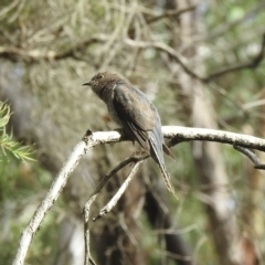 Cacomantis flabelliformis (Fan-tailed Cuckoo) at Lakesland, NSW - 1 Mar 2023 by GlossyGal