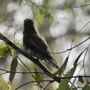 Cacomantis flabelliformis at Lakesland, NSW - 1 Mar 2023