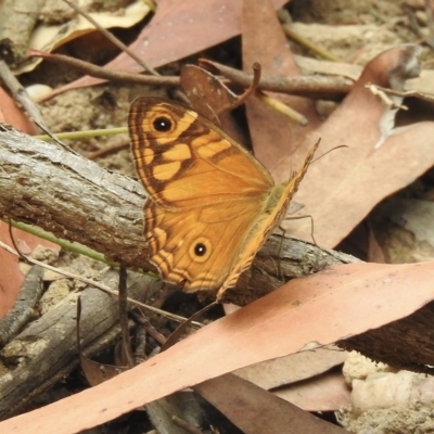 Geitoneura acantha (Ringed Xenica) at Lakesland, NSW - 1 Mar 2023 by GlossyGal