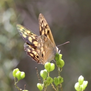 Heteronympha paradelpha at Paddys River, ACT - 28 Feb 2023 12:57 PM