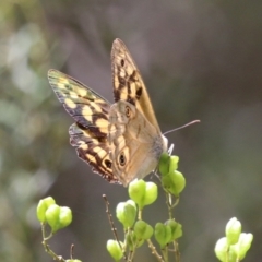 Heteronympha paradelpha (Spotted Brown) at Paddys River, ACT - 28 Feb 2023 by RodDeb