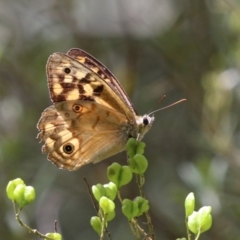 Heteronympha paradelpha at Paddys River, ACT - 28 Feb 2023 12:57 PM