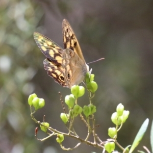 Heteronympha paradelpha at Paddys River, ACT - 28 Feb 2023 12:57 PM