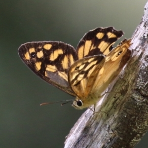 Heteronympha paradelpha at Paddys River, ACT - 28 Feb 2023 01:18 PM