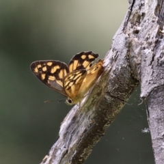 Heteronympha paradelpha at Paddys River, ACT - 28 Feb 2023 01:18 PM