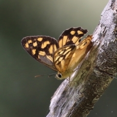 Heteronympha paradelpha at Paddys River, ACT - 28 Feb 2023