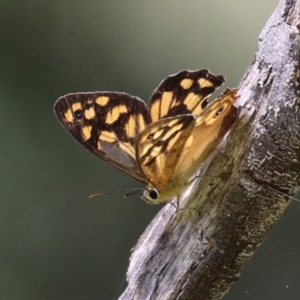 Heteronympha paradelpha at Paddys River, ACT - 28 Feb 2023 01:18 PM