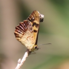 Heteronympha banksii (Banks' Brown) at Cotter Reserve - 28 Feb 2023 by RodDeb