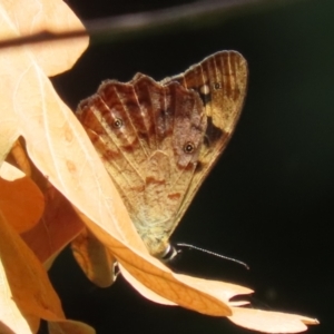 Heteronympha banksii at Paddys River, ACT - suppressed