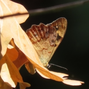 Heteronympha banksii at Paddys River, ACT - suppressed