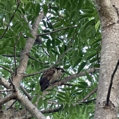 Eudynamys orientalis (Pacific Koel) at QPRC LGA - 1 Mar 2023 by Mavis