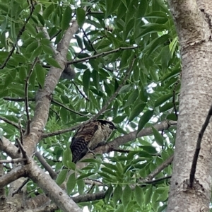 Eudynamys orientalis at Jerrabomberra, NSW - 1 Mar 2023